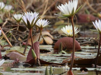 River flowers